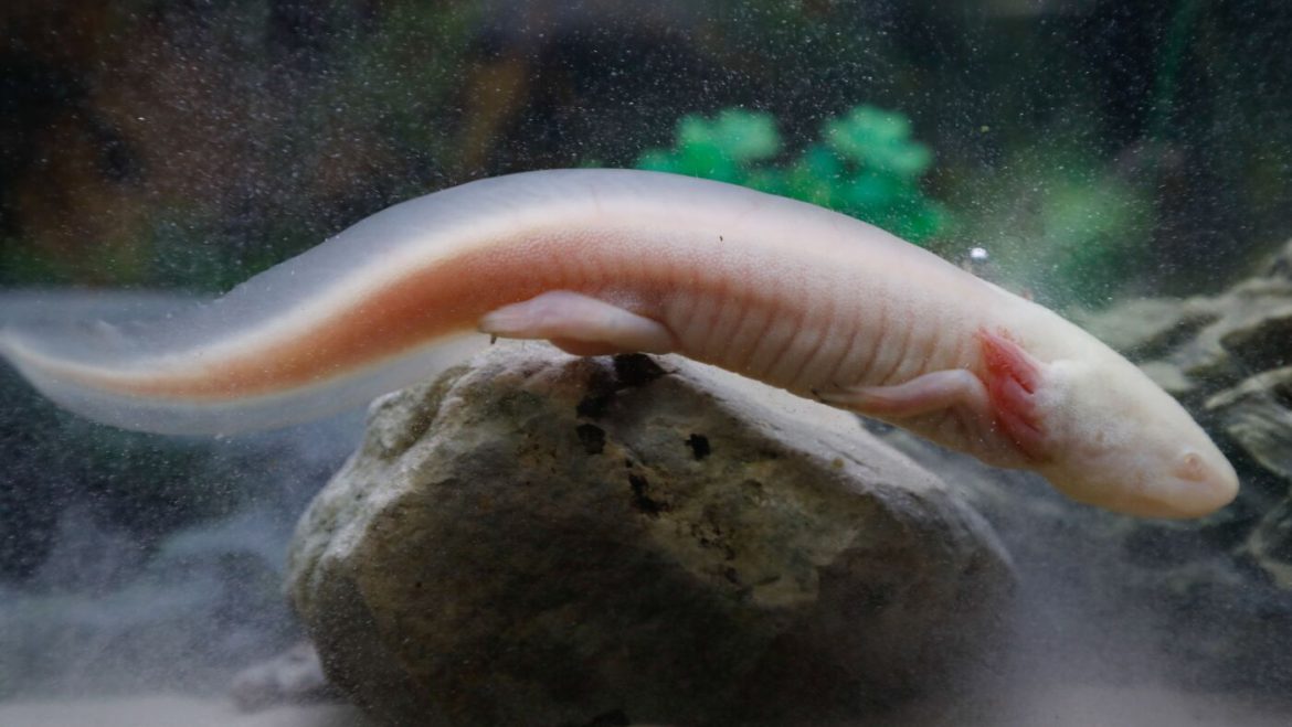 Captive-Bred Axolotls Successfully Reintroduced to Mexican Wetlands