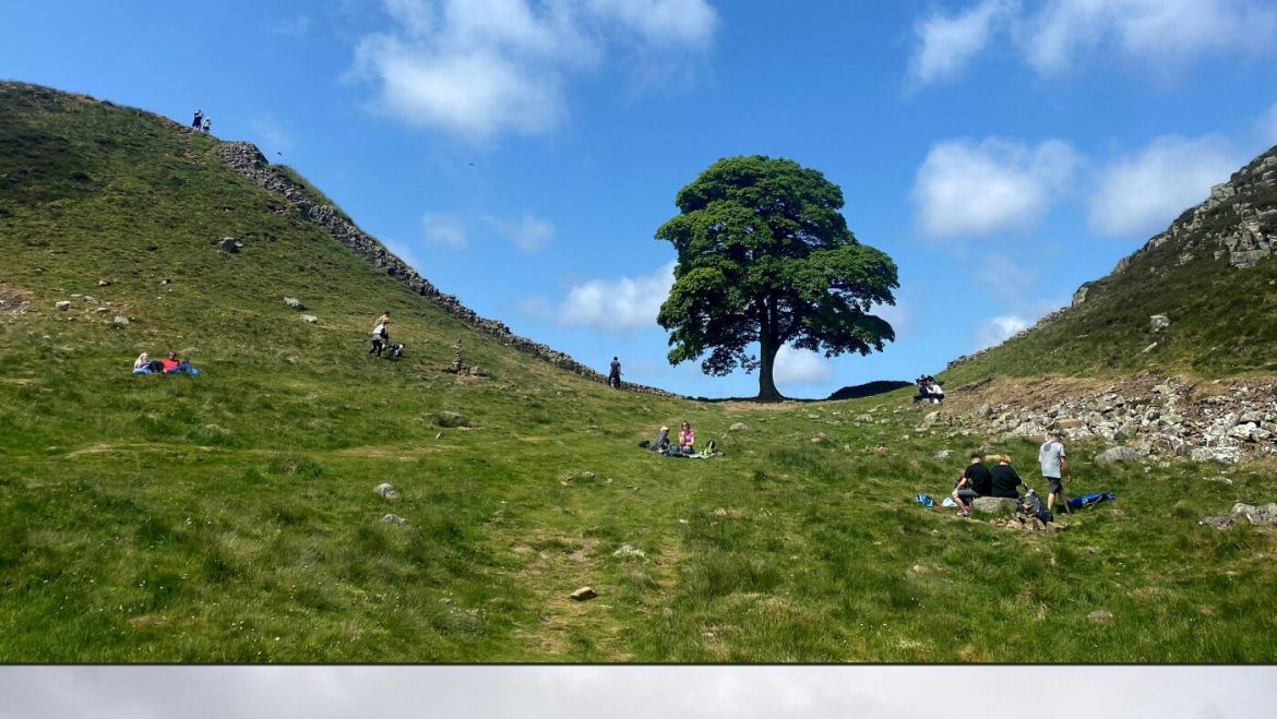 Two Men Convicted for Felling Beloved Sycamore Gap Tree in England