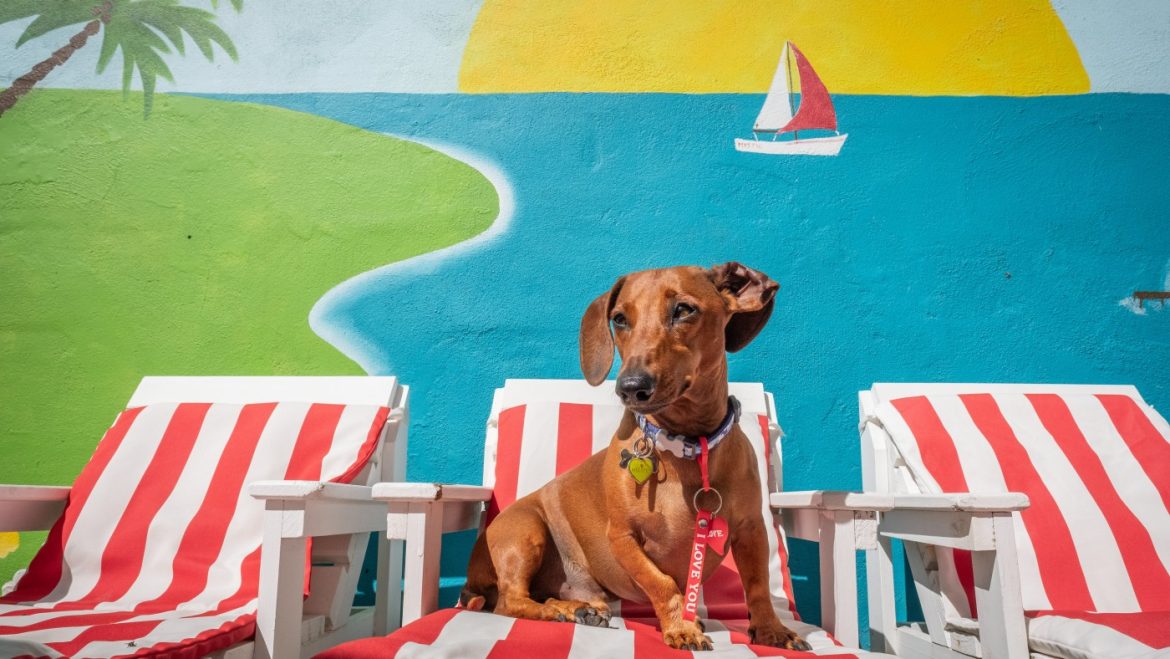 Pampered Paws in a Divided Land: The Controversy of Luxury Dog Hotels in South Africa
