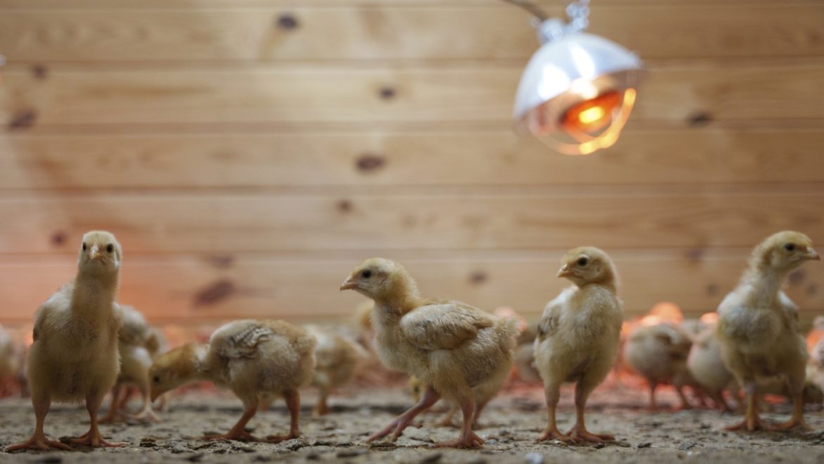 Abandoned: 12,000 Chicks Discovered in Postal Truck Spark Animal Shipping Alarm