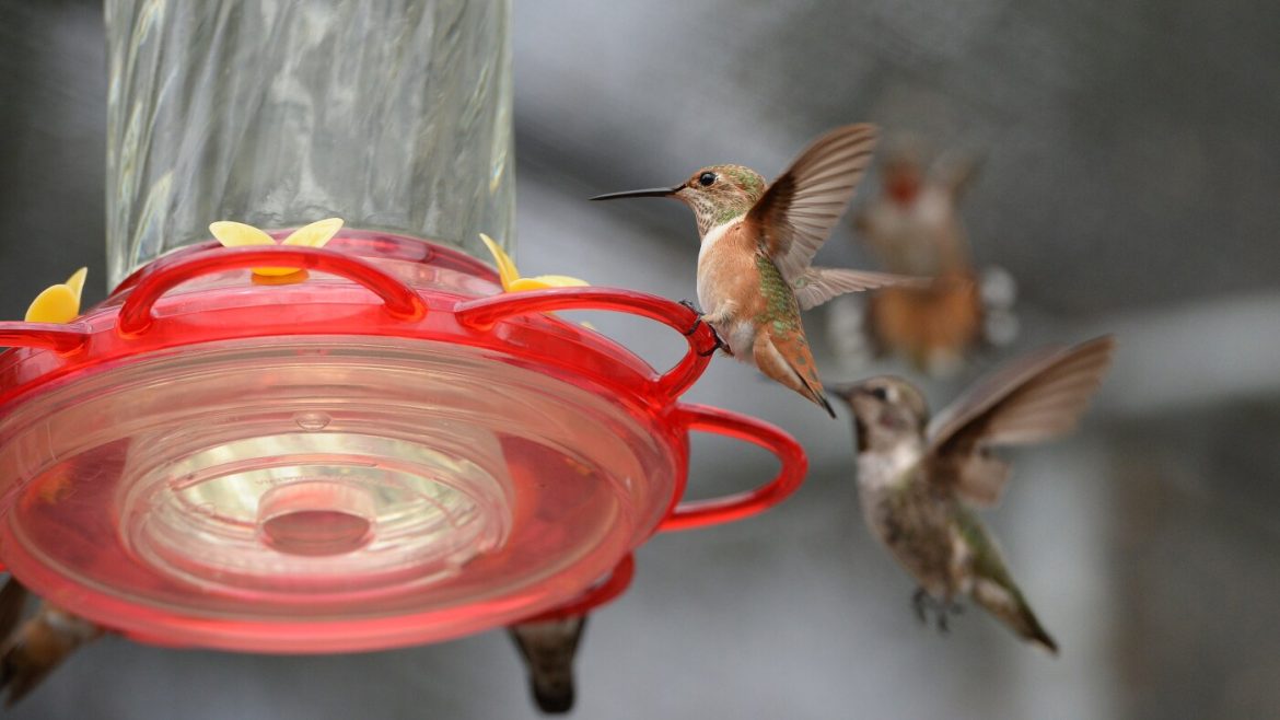 How AI Reveals Backyard Feeders Shaping Hummingbird Beaks