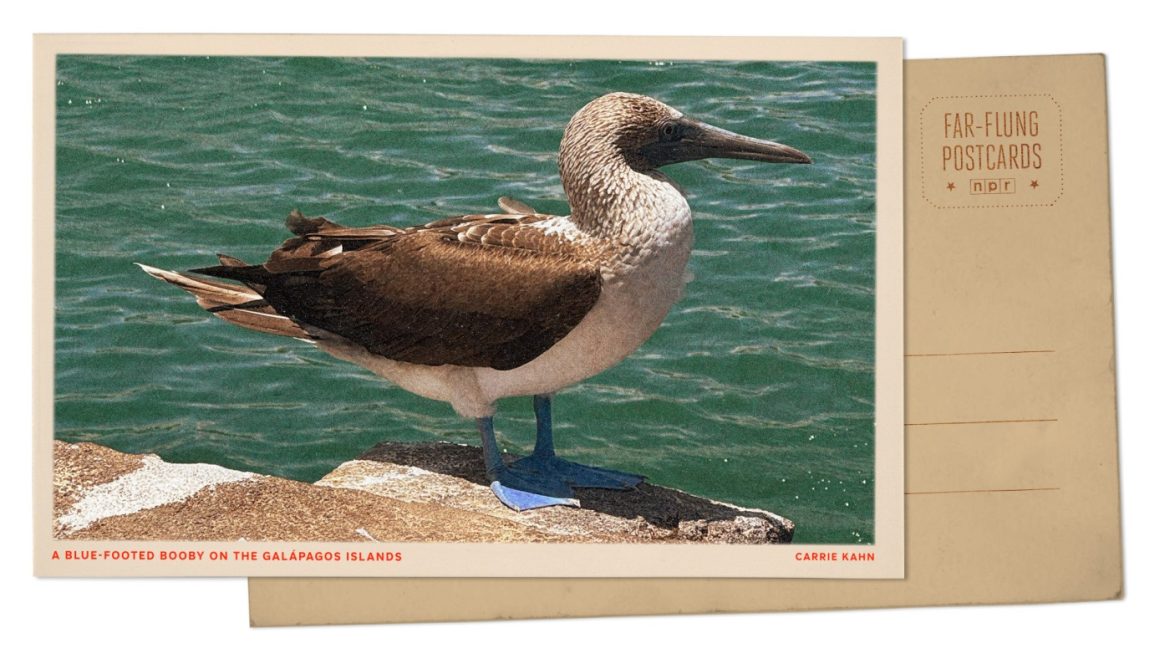 Greetings from the Galápagos: The Colorful Dance of the Blue-Footed Booby