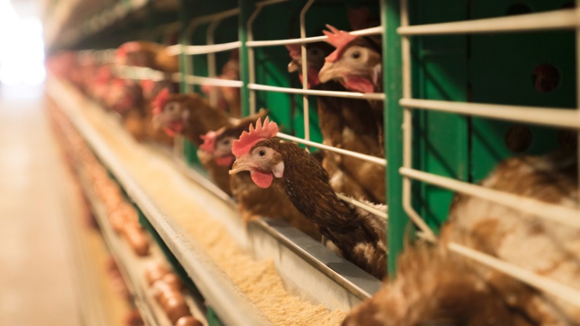 Trump Administration Halts Bird Flu Vaccine Development Plans