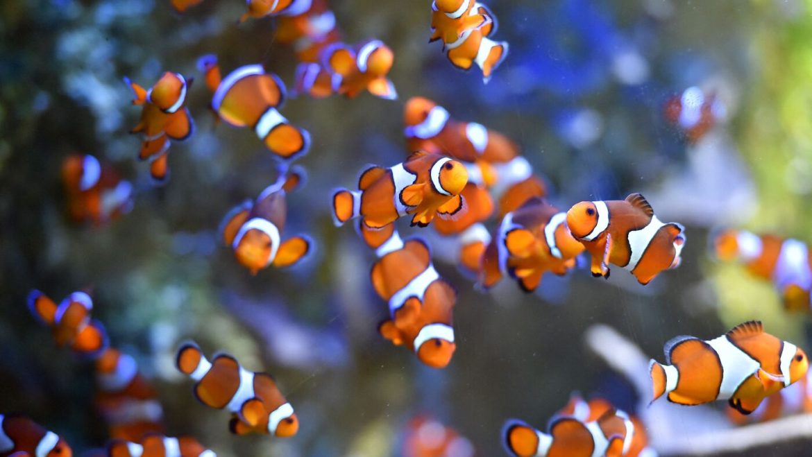 Why Clownfish Are Shrinking: Insights from New Research