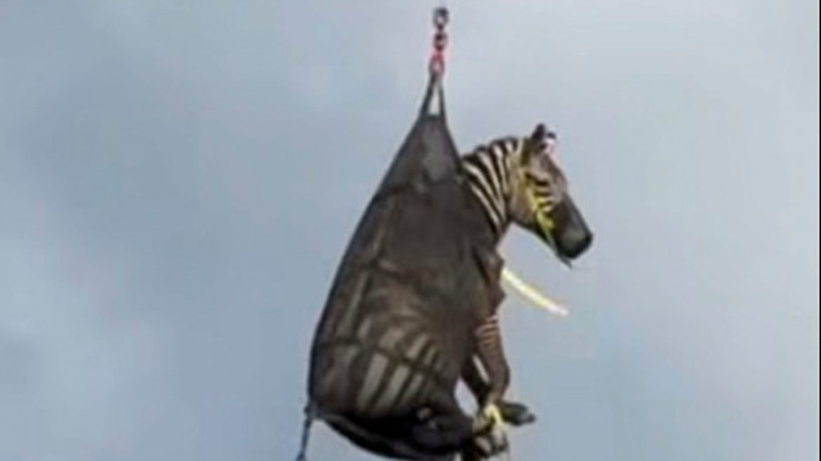 Runaway Pet Zebra “Ed” Captured in Tennessee