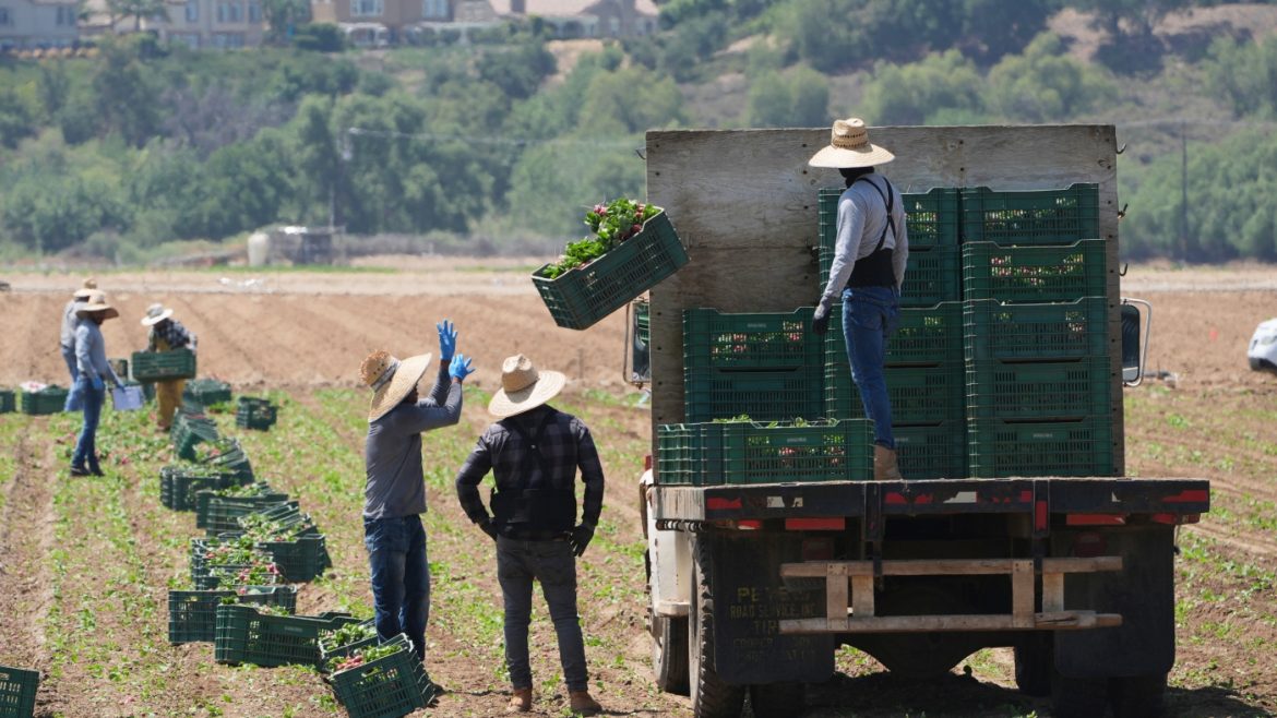 Union Chief Warns Immigration Crackdown Will Hit American Farms Hard