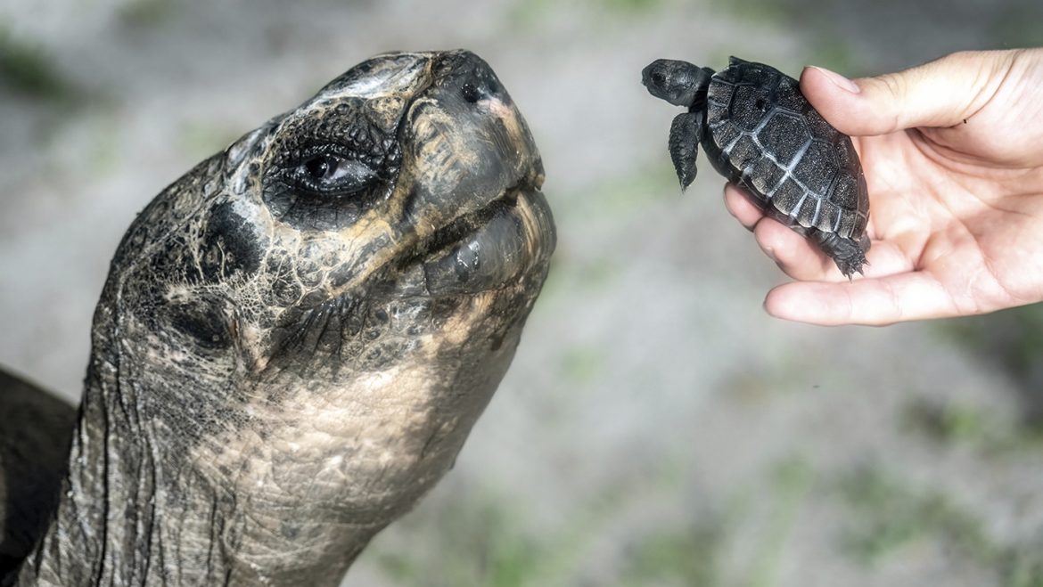 Goliath the Galápagos Tortoise Celebrates First Father’s Day at 135