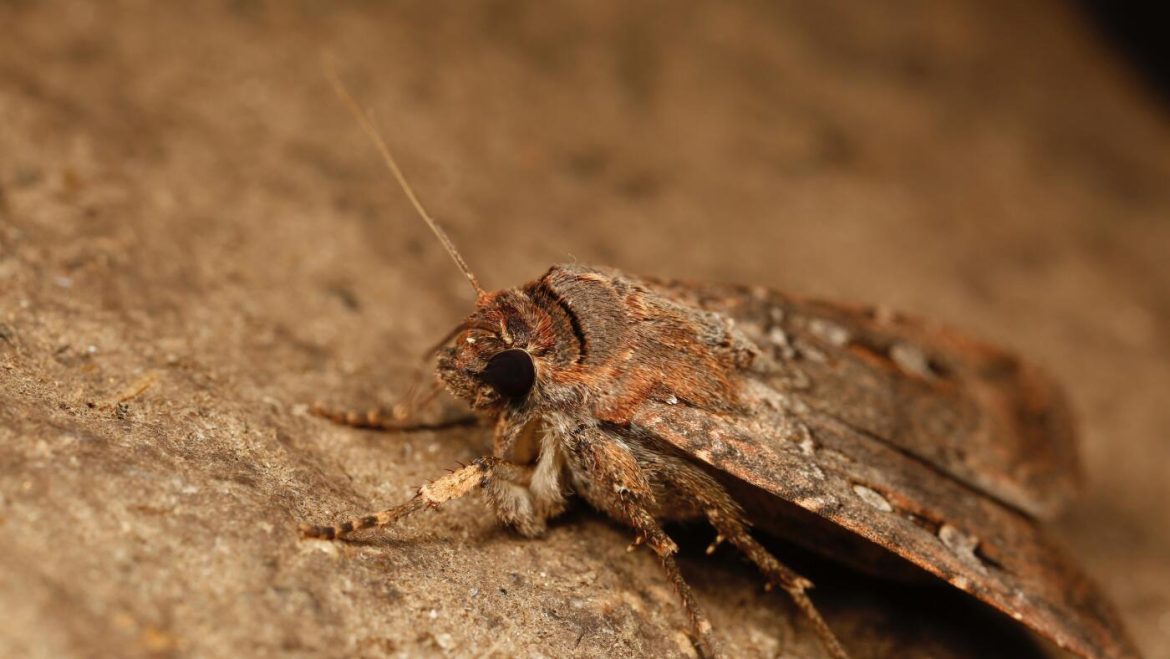Navigating the Night: The Mystery of Australian Moths’ Long-Distance Cave Migration