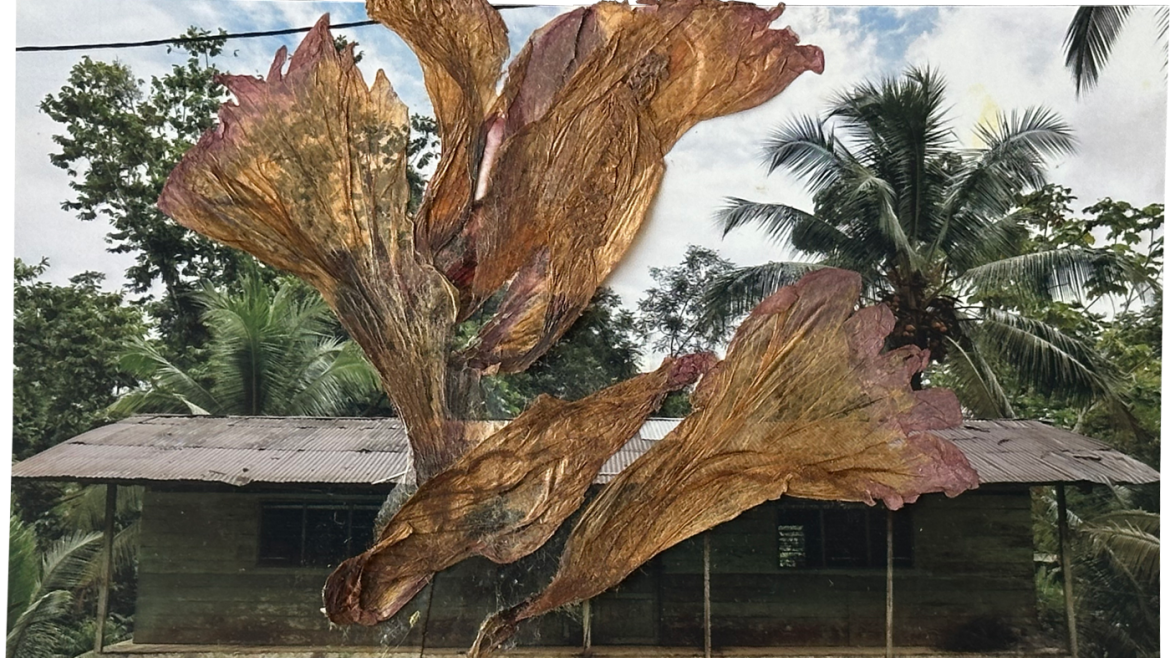 Mending Bodies and Souls: Colombia’s Healing Journey Through Photos and Herbs
