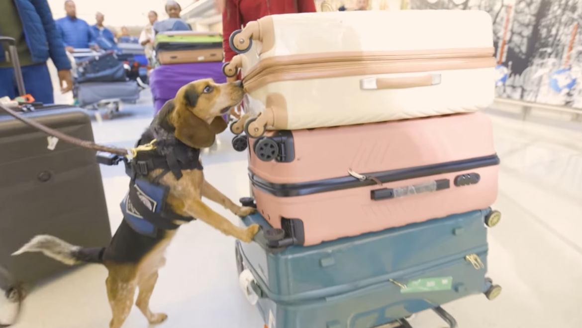 Beagle Attacked by Traveler