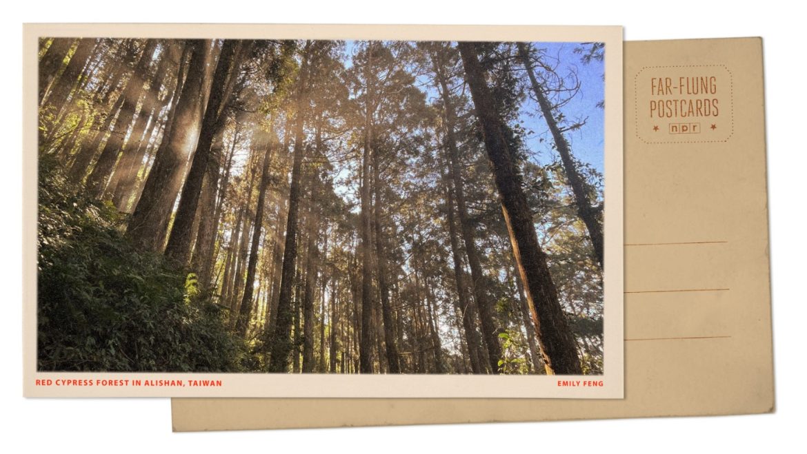 Alishan’s Timeless Red Cypress