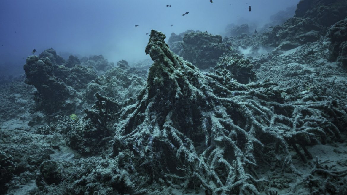 Climate Ruling by Top U.N. Court
