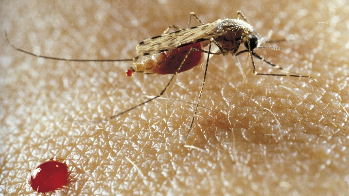Mosquitoes tweaked to halt malaria