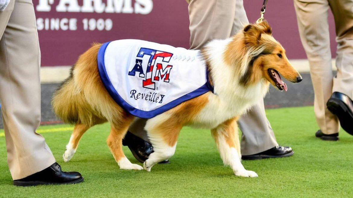 Reveille X Recovers Post-Glaucoma Surgery