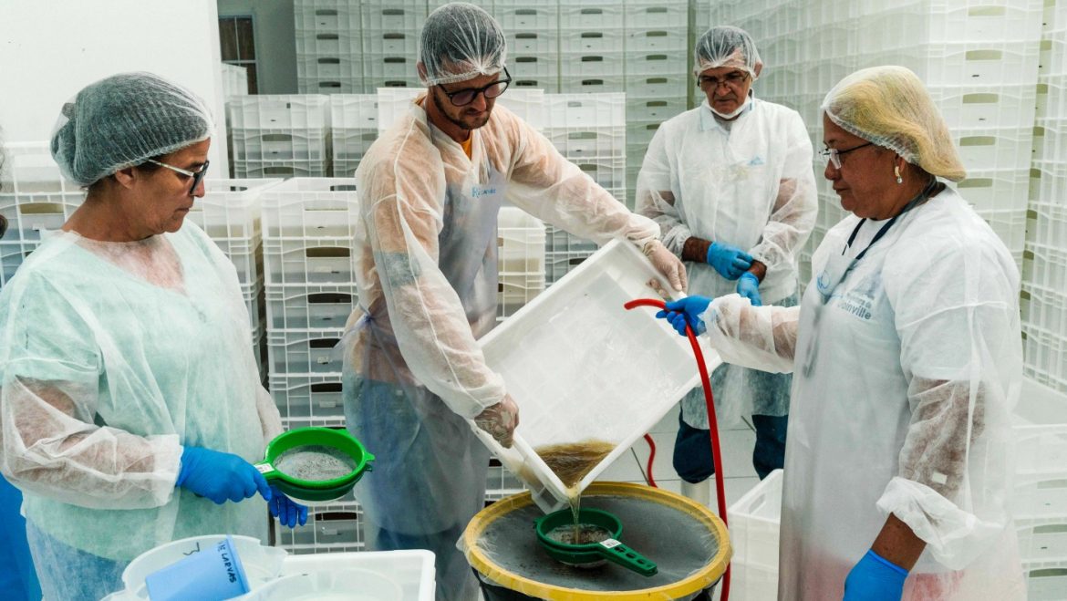 Brazil: Good Mosquitoes Arrive